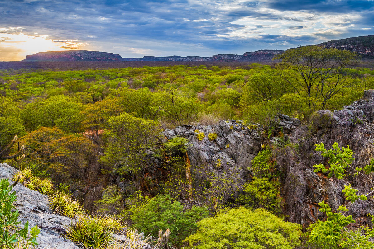 serra-da-capivara-sunset-bush-shrub-brasil-brazil-caves-prehistoric-tourism-anthropology.jpg