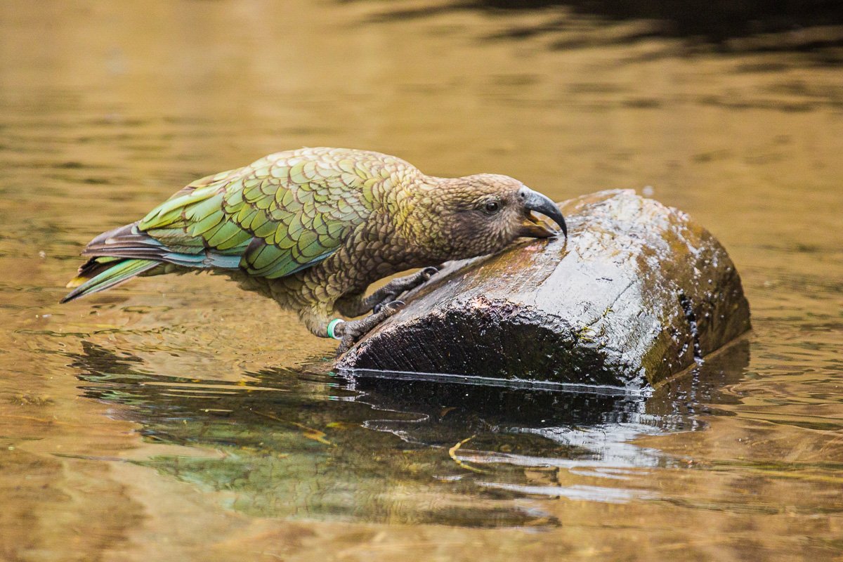 willowbank-kea-playing-water-captive-parrot-new-zealand-south-island-endemic-fauna.jpg
