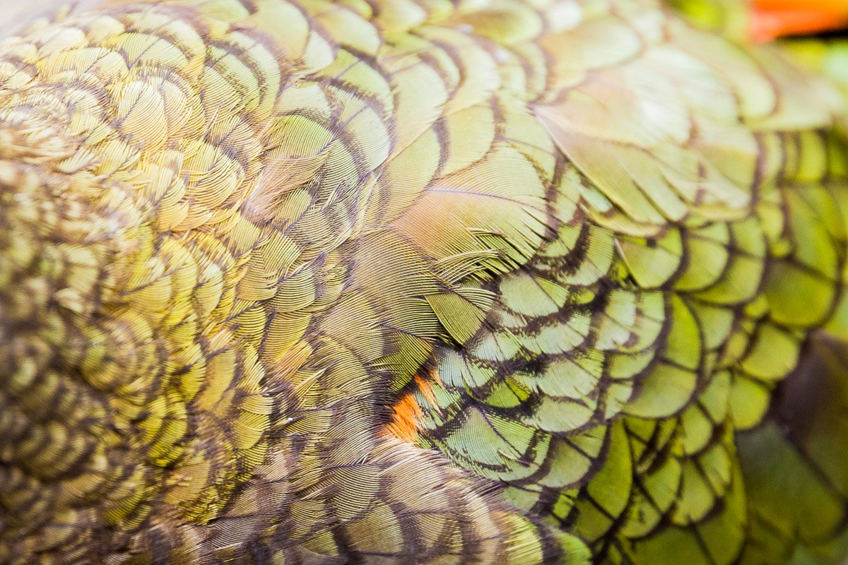 willowbank-kea-feather-up-close-macro-bird-parrot-feathers-wing-colour-color.jpg