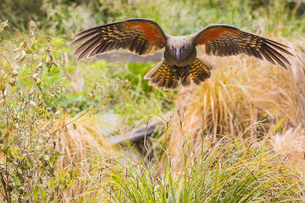 willowbank-wildlife-reserve-flying-kea-parrot-mountain-new-zealand-alpine-fauna-NZ.jpg