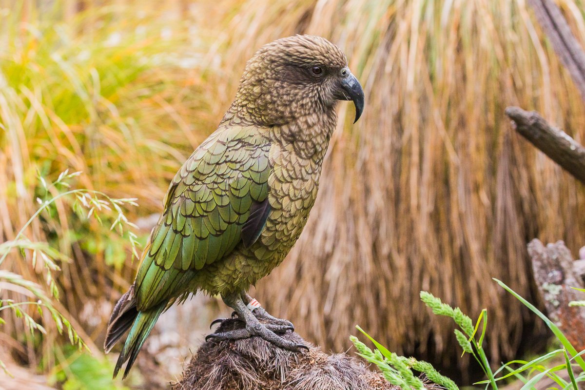 willowbank-wildlife-reserve-kea-nestor-notabilis-parrot-amalia-bastos-photography.jpg
