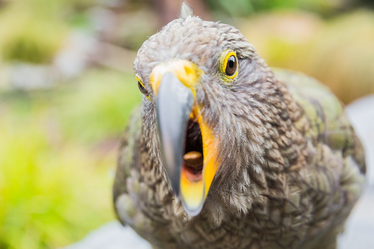willowbank-wildlife-reserve-kea-screaming-shouting-juvenile-baby-chick-yellow-eyes-beak-parrot-young.jpg