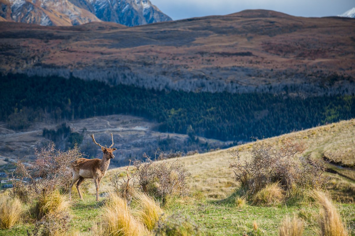 deer-park-heights-view-new-zealand-queenstown-photographer-photography-amalia-bastos.jpg