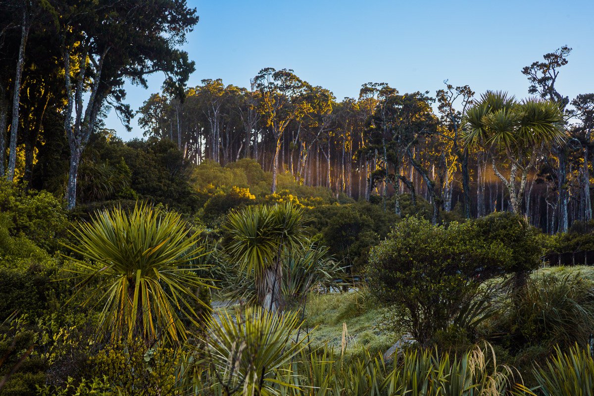 tauparikākā-marine-reserve-ship-creek-swamp-walk-sunrise-early-morning-photographer.jpg