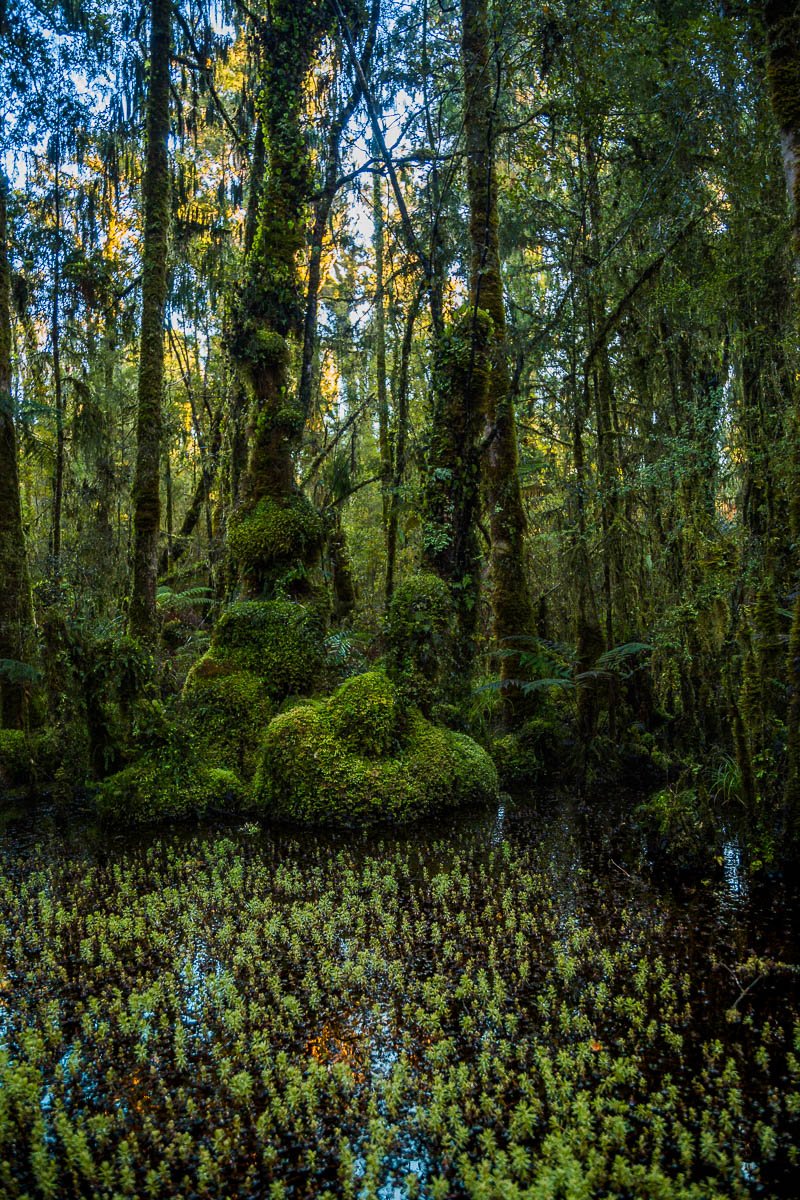 tauparikākā-marine-reserve-swamp-walk-west-coast-haast-landscape-travel-forest.jpg