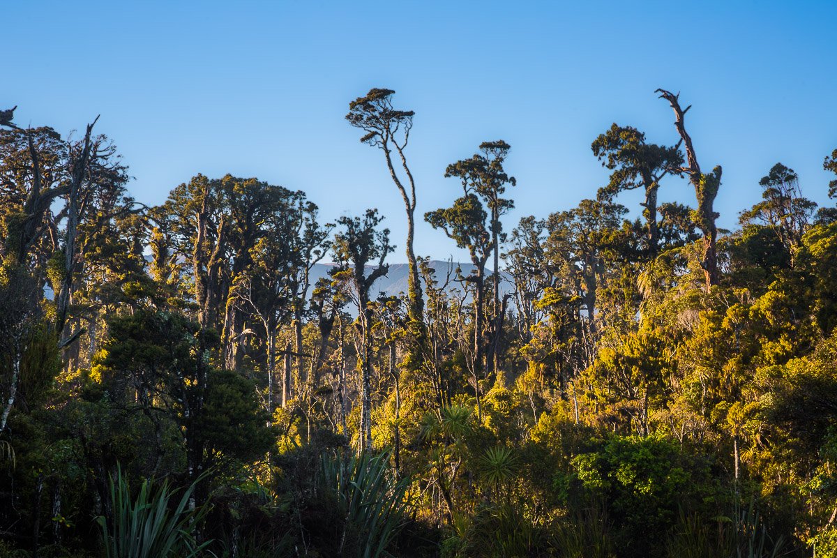 tauparikākā-marine-reserve-swamp-walk-golden-morning-light-forest-sunrise-walk-haast-west-coast.jpg