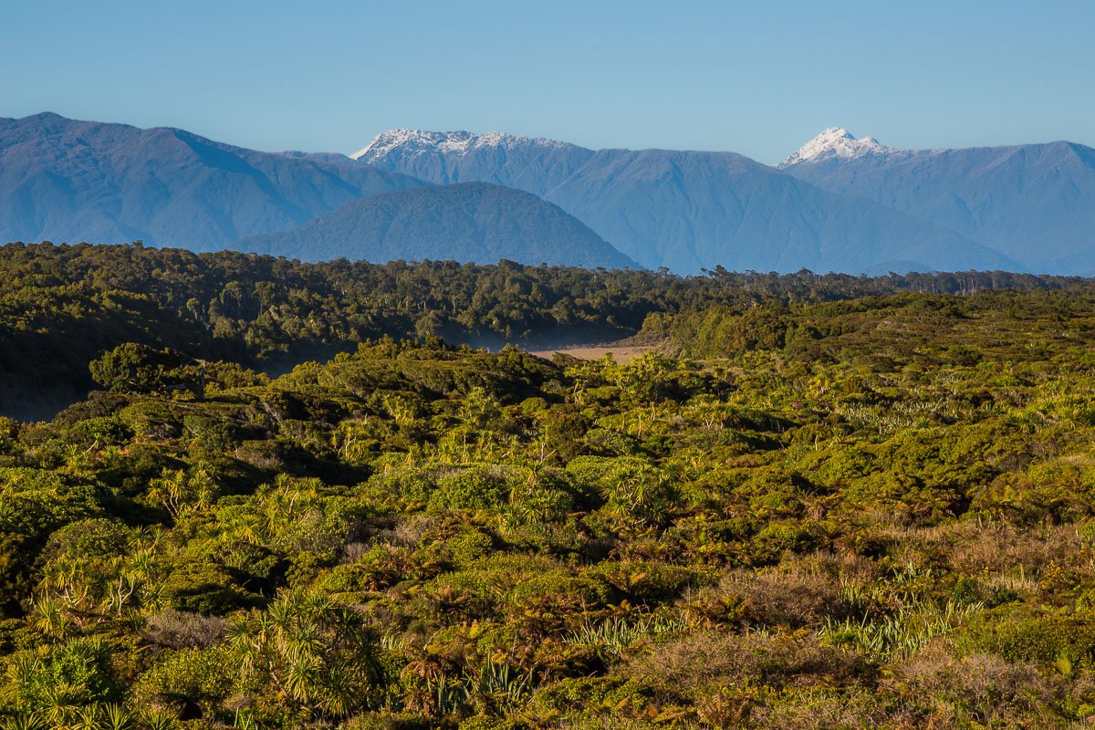 view-tauparikākā-marine-reserve-boardwalk-mountains-swamp-haast-west-coast-new-zealand.jpg