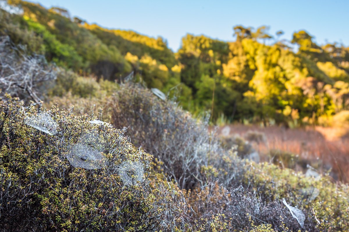 view-tauparikākā-marine-reserve-boardwalk-spider-webs-morning-light-golden-haast-west-coast.jpg