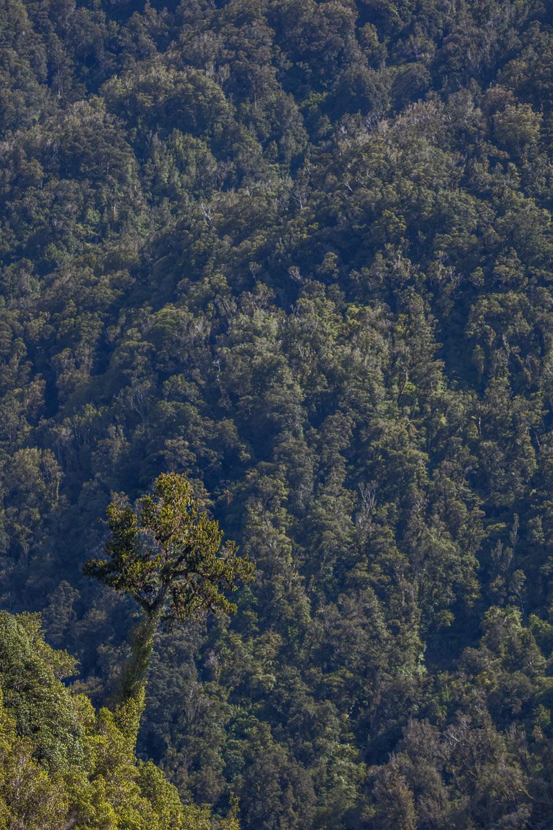 west-coast-tree-road-travel-forest-landscape-fiordland-franz-josef-village.jpg