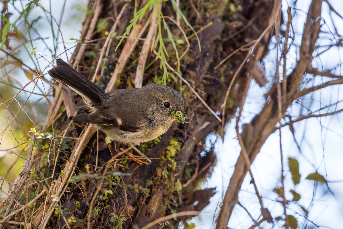 tomtit-female-nesting-Petroica-macrocephala-west-coast-fauna-birds-new-zealand.jpg