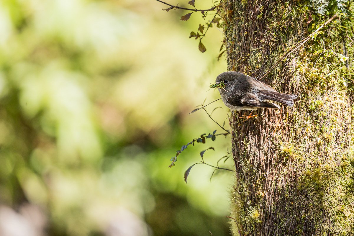 tomtit-bird-new-zealand-fauna-birds-south-island-forest-travel-west-coast-franz-josef.jpg