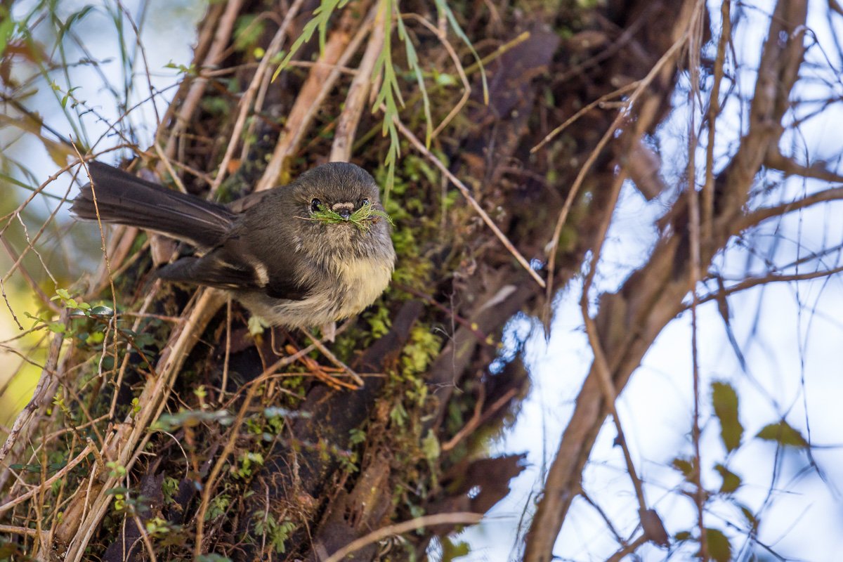 tomtit-female-Petroica-macrocephala-south-island-west-coast-franz-josef-forest-retreat-new-zealand.jpg