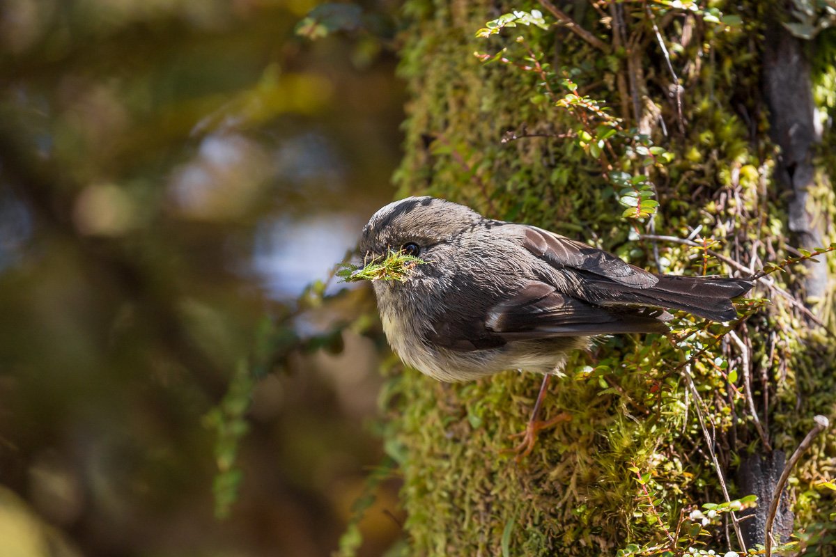 tomtit-female-south-island-birds-west-coast-travel-new-zealand-fiordland-franz-josef-village.jpg