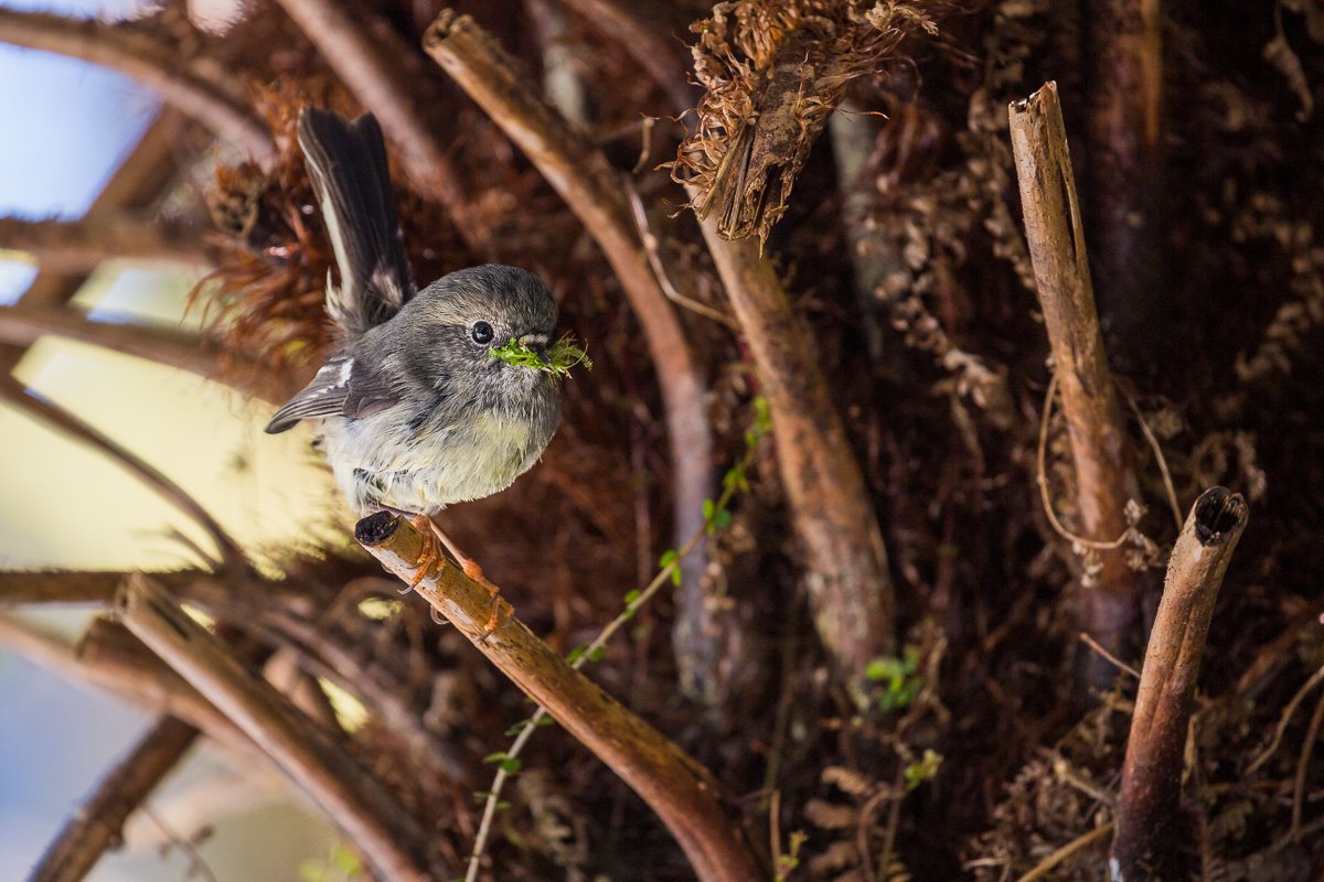 tomtit-Petroica-macrocephala-south-island-new-zealand-west-coast-bird-birds-fauna-wildlife-photography.jpg