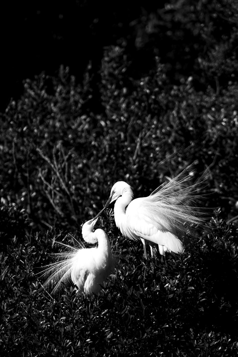 white-heron-breeding-pair-black-and-white-fine-art-photography-photographer-amalia-bastos.jpg