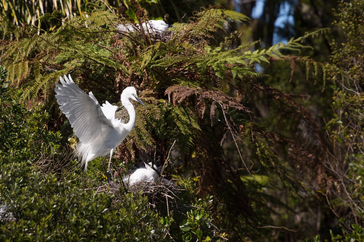 white-heron-breeding-pair-tour-franz-josef-village-travel-photography-wildlife-fauna-new-zealand-south-island-west-coast.jpg