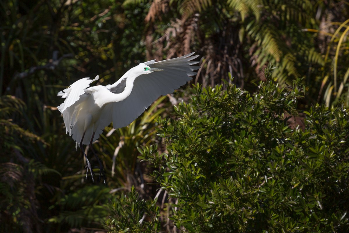 white-heron-breeding-plumage-coloration-colouration-flying-flight-franz-josef-tours-travel-tourism-new-zealand.jpg