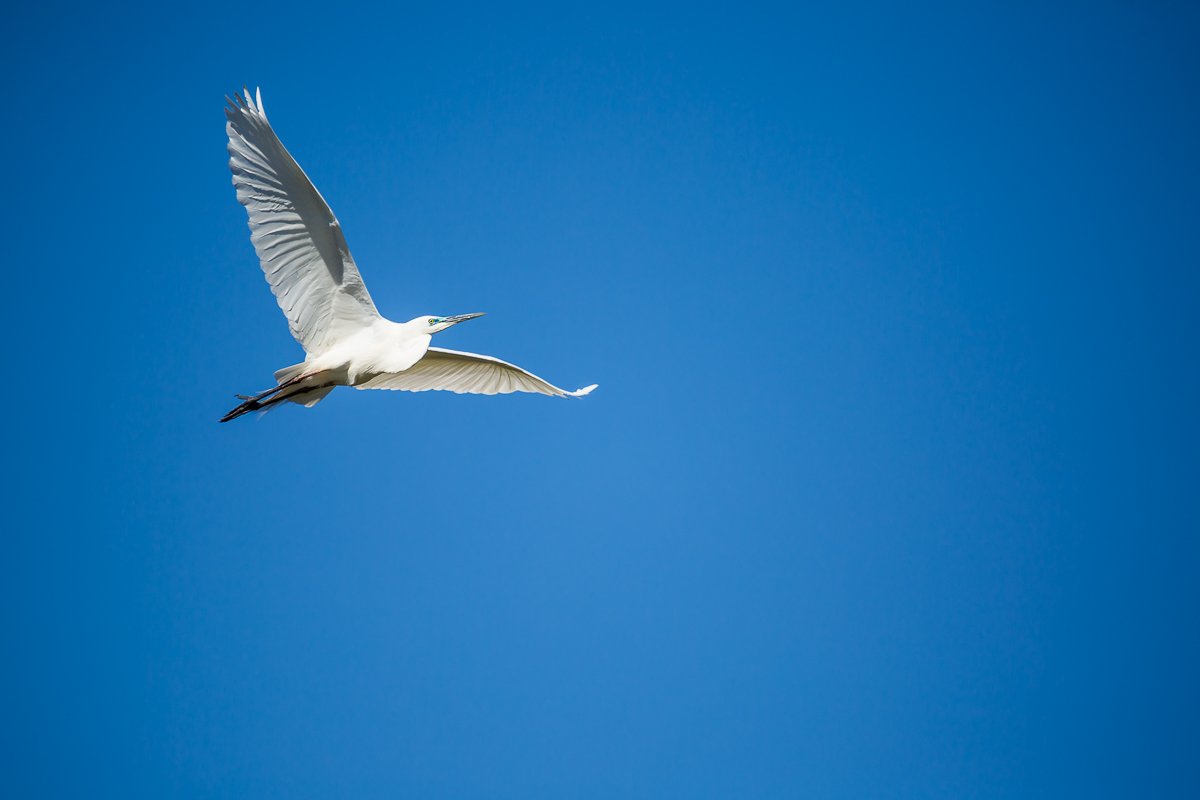 white-heron-flying-blue-skies-flight-west-coast-south-island-new-zealand-travel-roadtrip.jpg