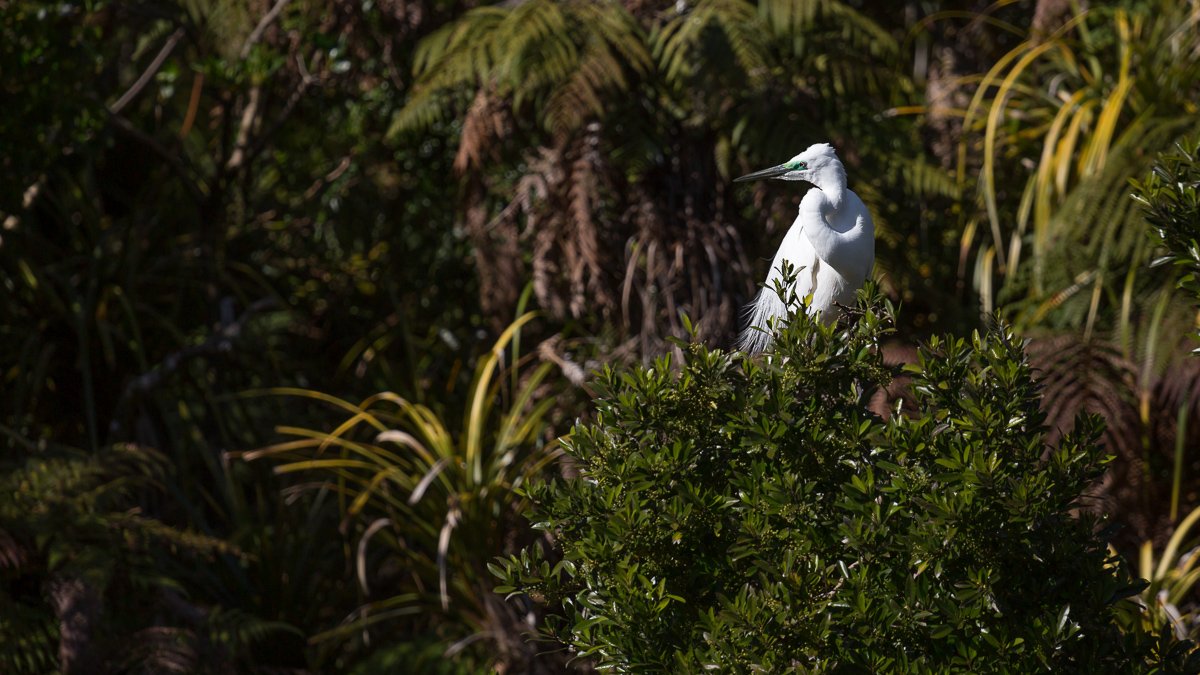 white-heron-travel-tourism-trip-franz-josef-village-west-coast-south-island-new-zealand-wildlife-fauna.jpg