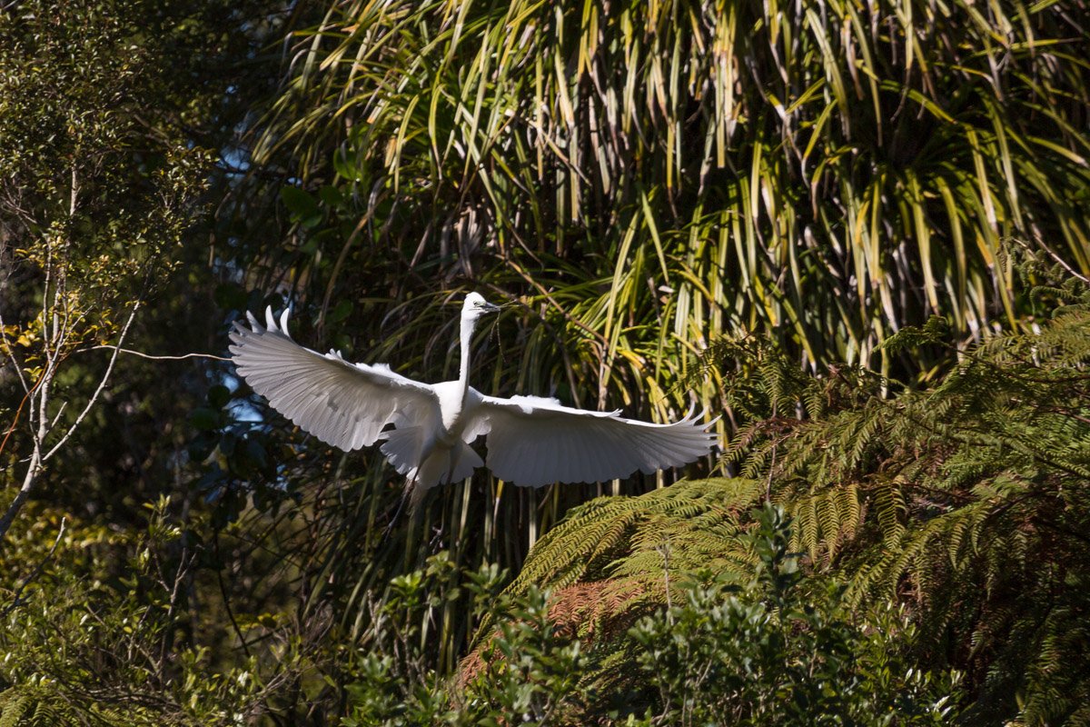 white-heron-west-coast-franz-josef-village-tour-birdwatching-sight-seeing-bird-fauna-wildlife-new-zealand.jpg