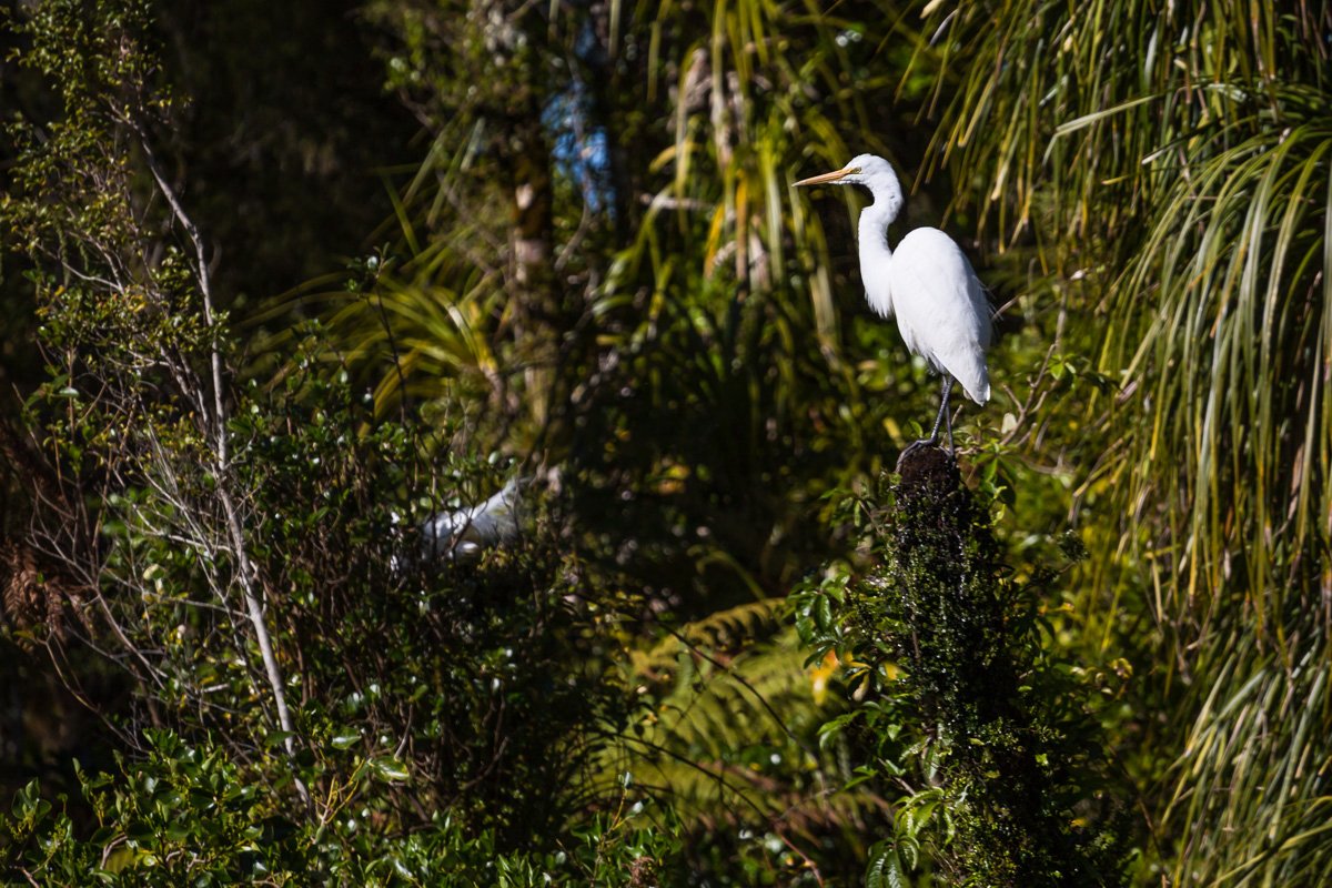 white-heron-west-coast-tour-breeding-colony-juvenile-fauna-wildlife-new-zealand-south-island.jpg