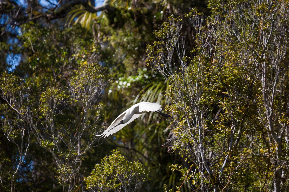 royal-spoonbill-flight-south-island-new-zealand-west-coast-amalia-bastos-photography-wildlife.jpg