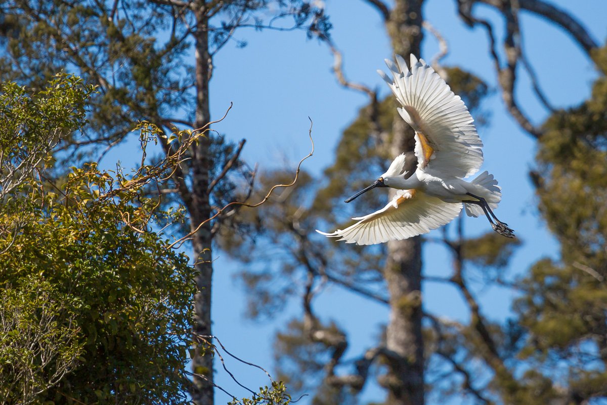 royal-spoonbill-flight-white-heron-tour-west-coast-new-zealand-travel-blog-photos-photo-post.jpg