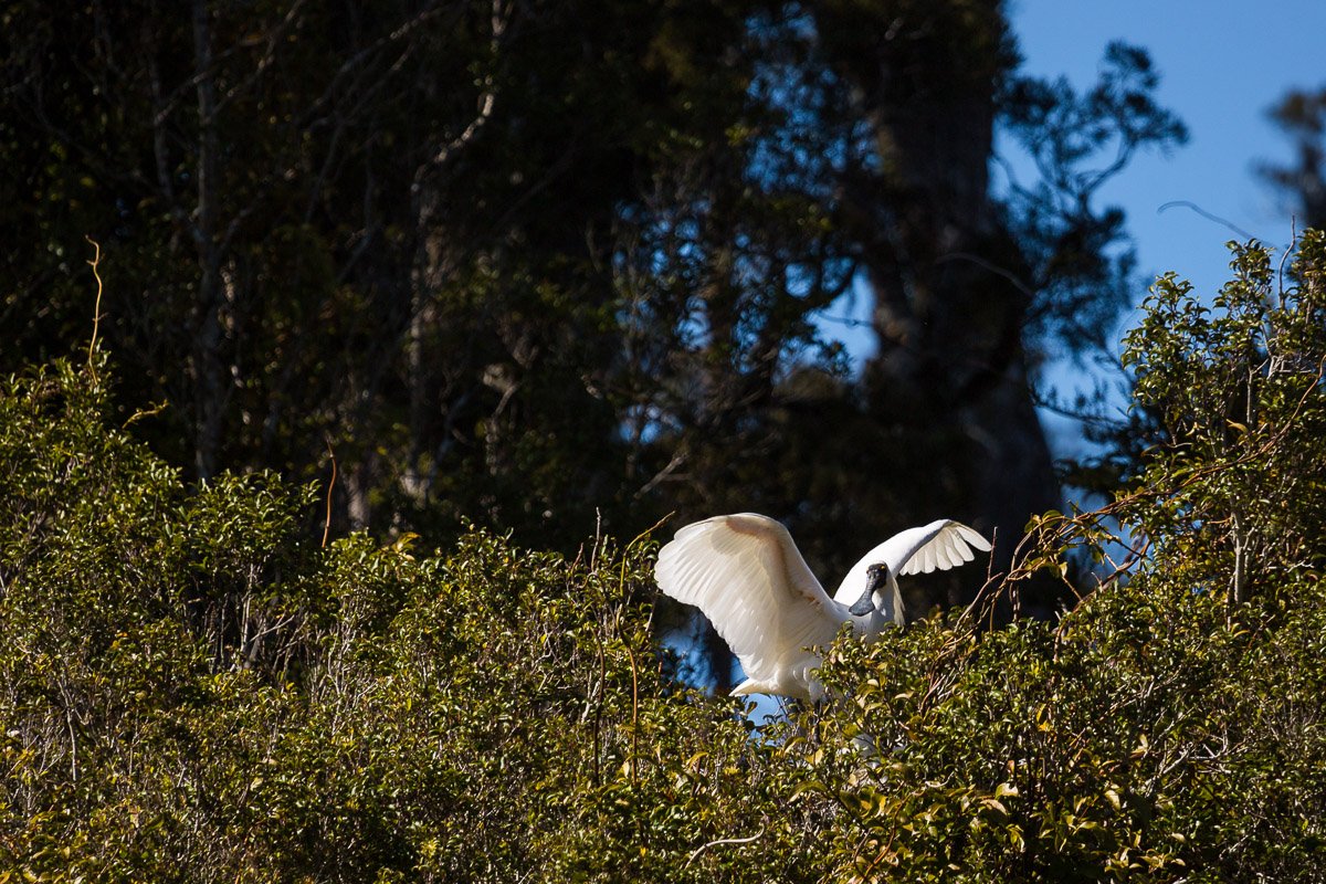 royal-spoonbill-nesting-white-heron-tour-franz-josef-village-south-island-new-zealand-west-coast.jpg