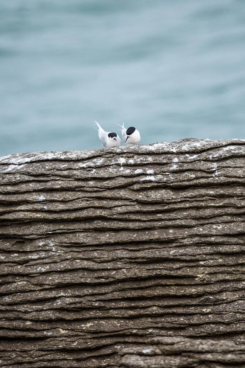 white-fronted-tern-breeding-colony-punakaiki-rocks-new-zealand-west-coast-south-island.jpg