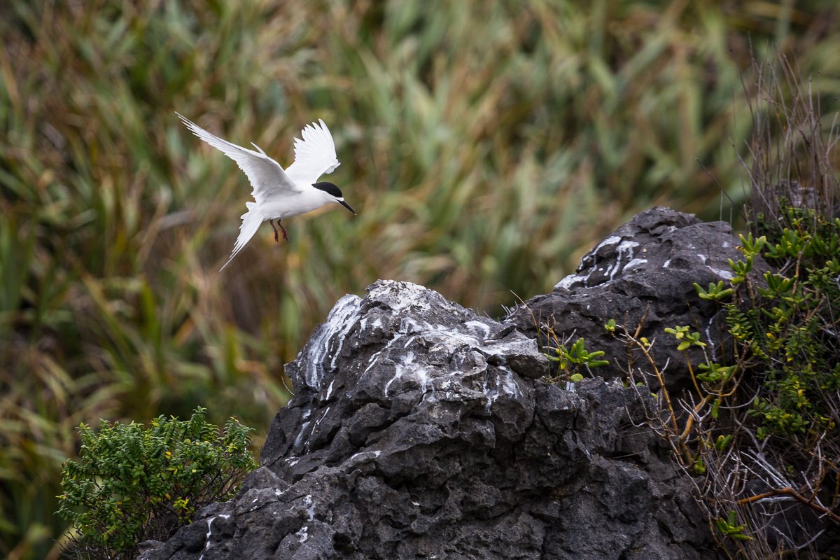 white-fronted-tern-punakaiki-rocks-fauna-birds-wildlife-animals-photography-photos.jpg