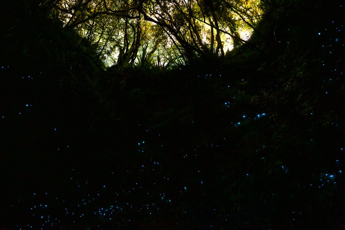 glowworm-dell-new-zealand-west-coast-south-island-trees-walk-blue-glow.jpg