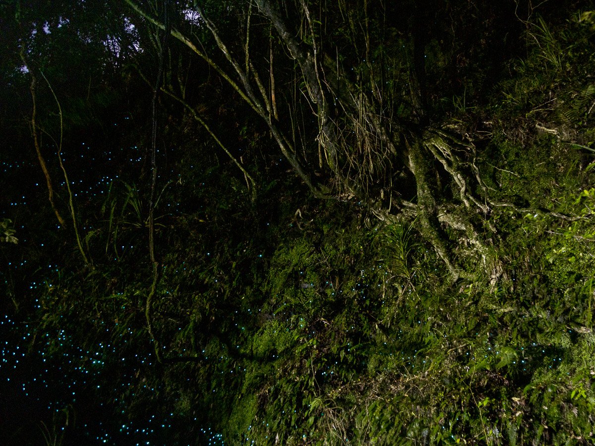 glow-worm-dell-cave-walk-evening-west-coast-westport-greymouth-haast-new-zealand.jpg