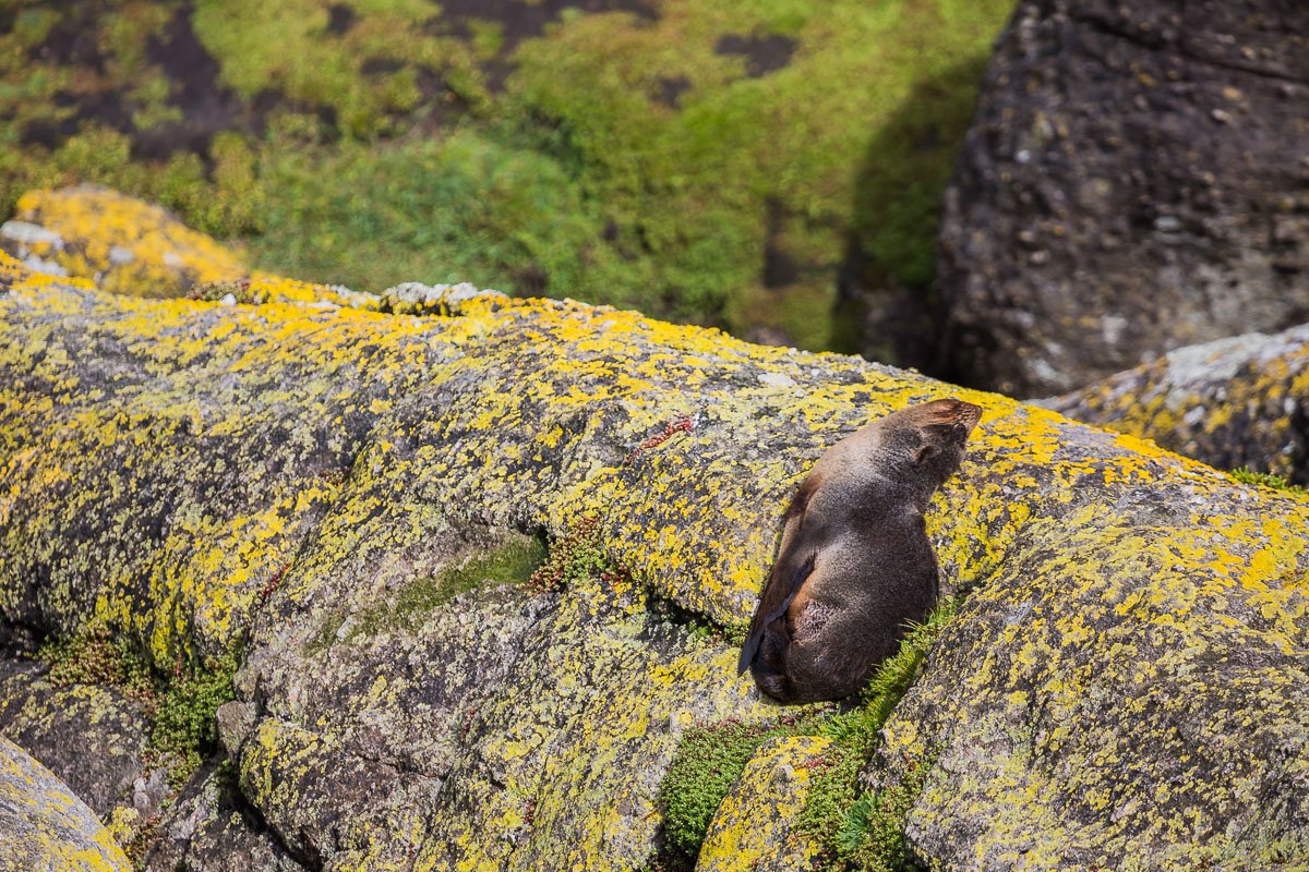 fur-seal-new-zealand-west-coast-sun-basking-aerial-from-above-westport-greymouth-karamea.jpg