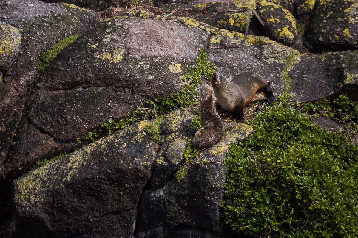 fur-seal-seals-new-zealand-south-island-NZ-beach-coastline-rocks-west-coast.jpg