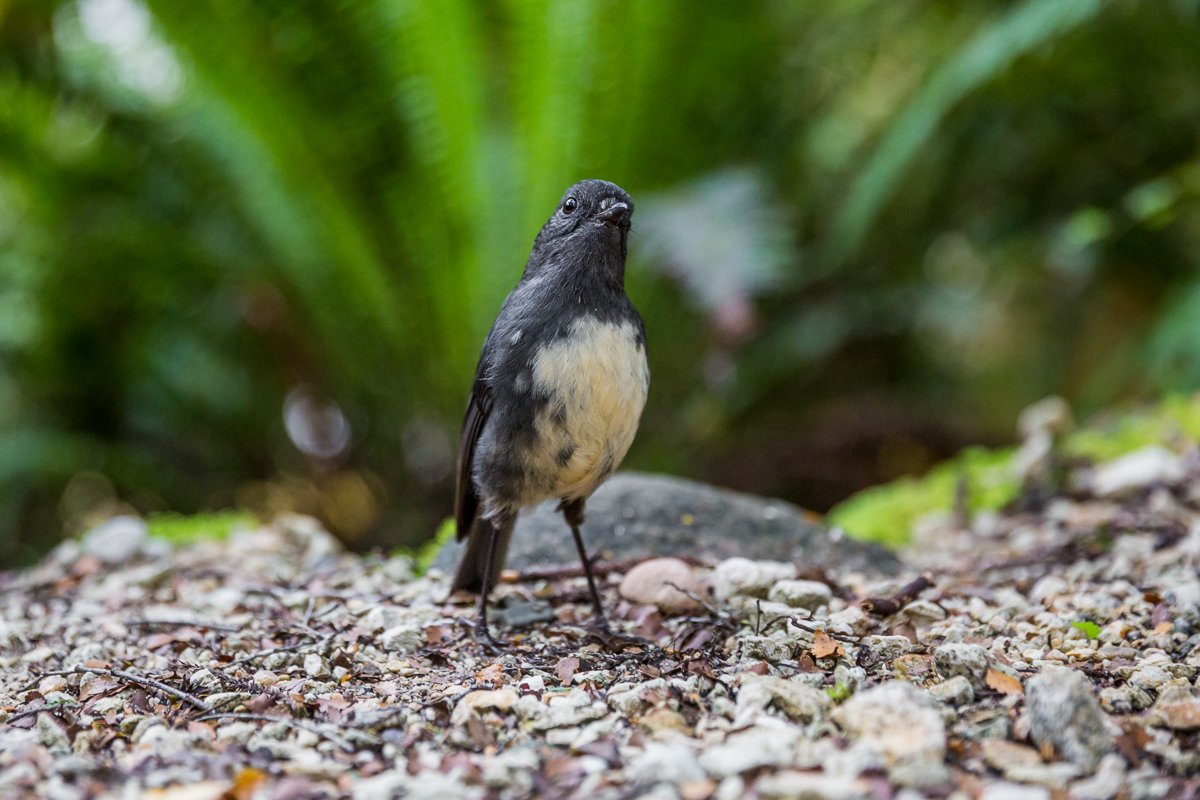 south-island-robin-wildlife-new-zealand-NZ-west-coast-karamea-walk-oparara-arches-moria-gates.jpg