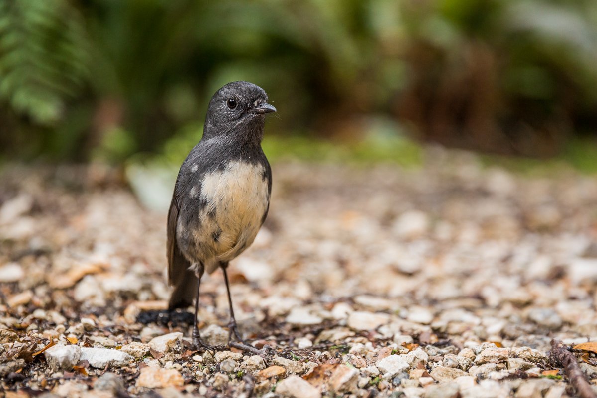 south-island-robin-wildlife-new-zealand-west-coast-bird-birds-fauna-bird-birds.jpg