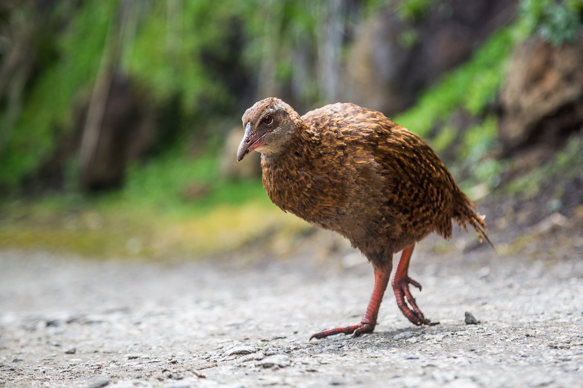 weka-west-coast-new-zealand-bird-birds-fauna-wildlife-photography-photographer-NZ.jpg