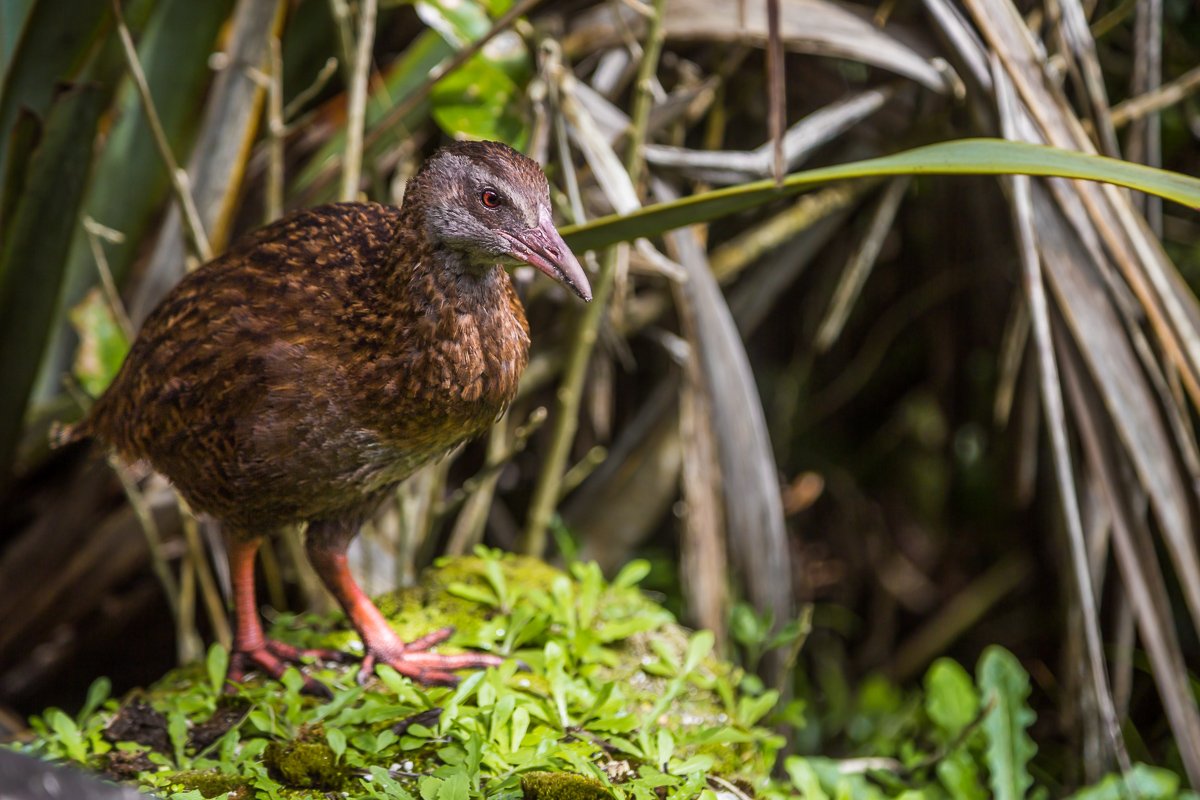weka-west-coast-wildlife-south-island-new-zealand-NZ-birds-bird-animals.jpg