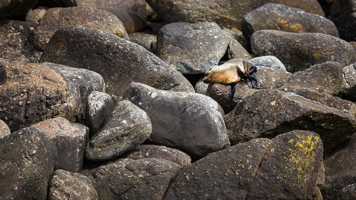 west-coast-fur-seal-karamea-south-island-new-zealand-NZ.jpg