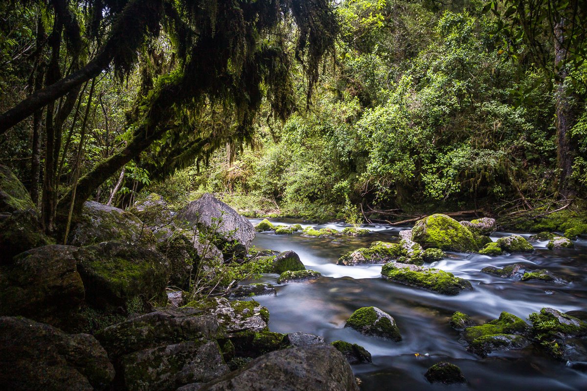 riuwaka-resurgence-walk-river-forest-woods-takaka-hill-south-island-new-zealand-NZ.jpg