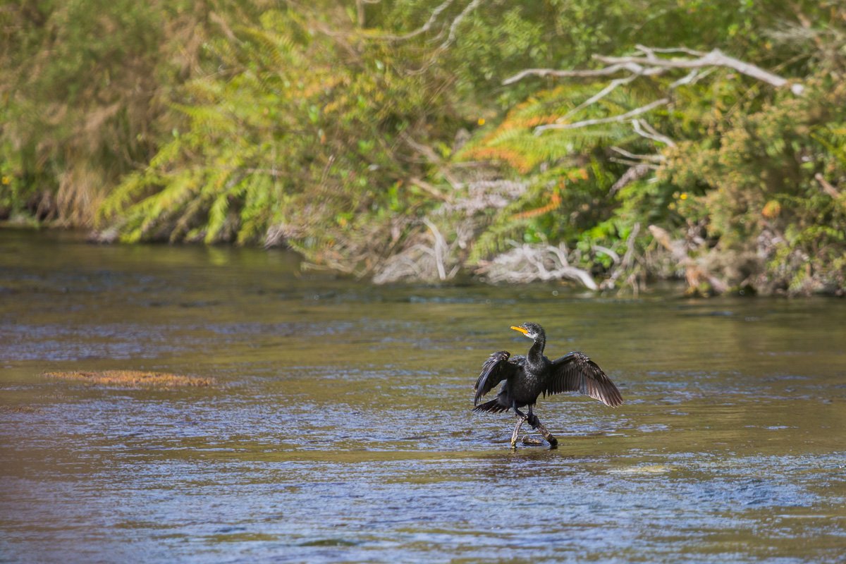 te-waikoropupu-springs-nelson-cormorant-shag-bird-fauna-wildlife-new-zealand-south-island-abel-tasman.jpg