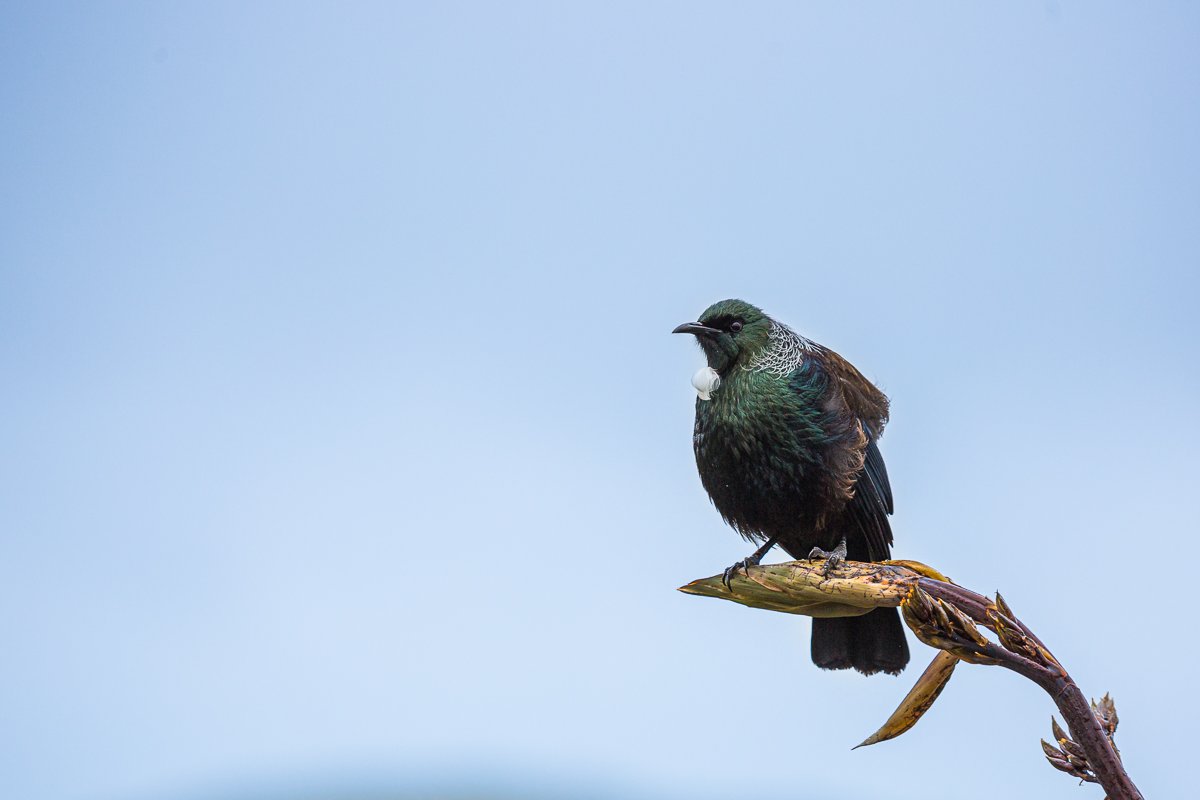 puponga-wharariki-beach-tui-bird-new-zealand-wildlife-south-island-cape-farewell.jpg