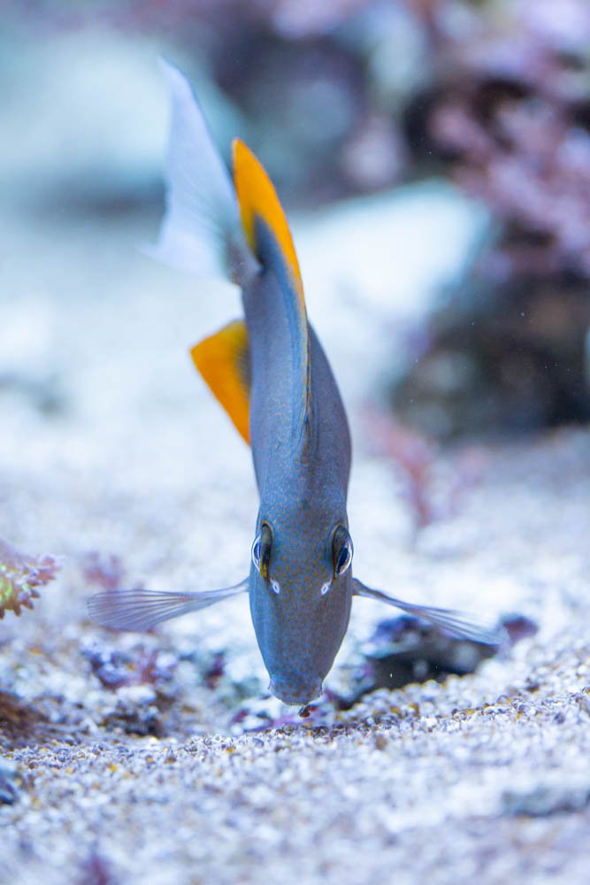 fish-san-diego-scripps-institute-oceanography-study-marine-animals-fish-la-jolla-california-UCSD.jpg