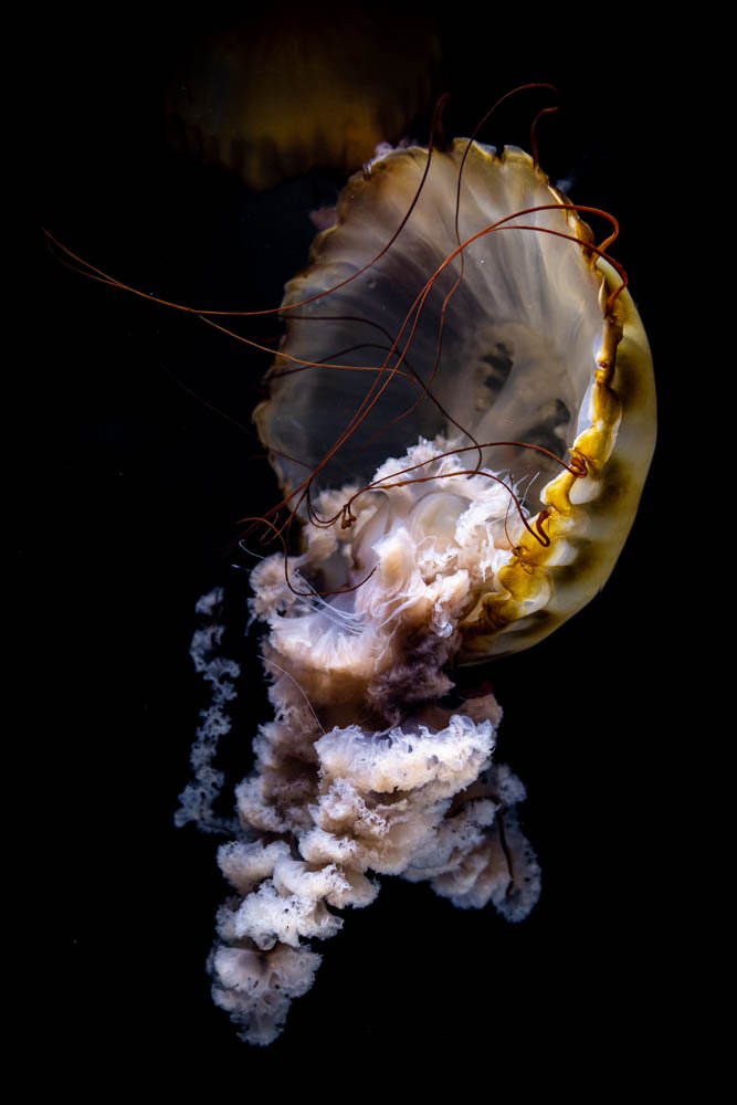 jellyfish-birch-aquarium-at-scripps-institute-oceanography-UCSD.jpg