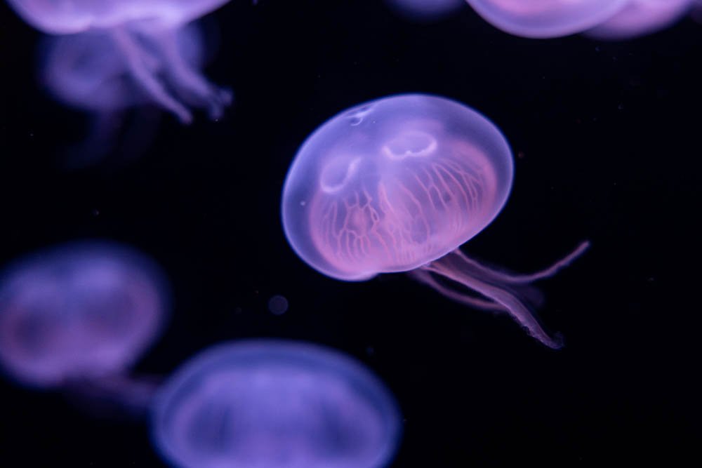 jellyfish-invertebrate-UCSD-san-diego-scripps-birch-aquarium-oceanography-photos-photo-photography.jpg