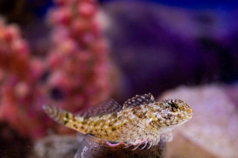 photographer-macro-fish-oceanography-scripps-aquarium-UCSD-san-diego-california-things-to-see.jpg