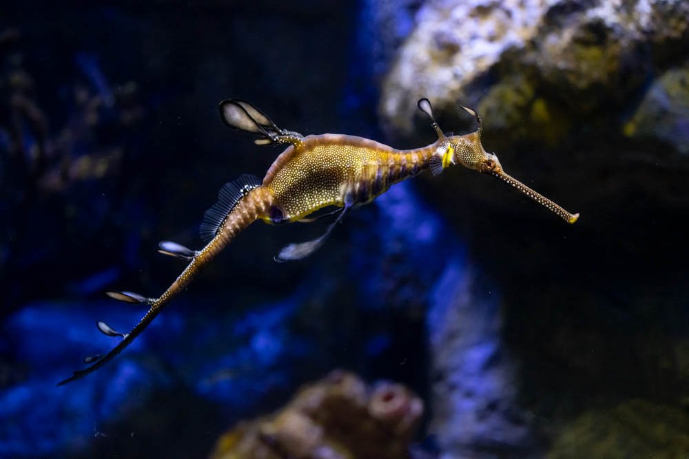seadragon-sea-dragon-seahorse-marine-underwater-photographer-photography-san-diego-california-USA.jpg