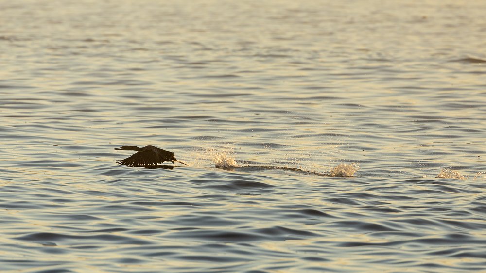 cormorant-flight-sunrise-water-flight-splashes-la-jolla-cove-birdwatching-photography-photographer-california.jpg