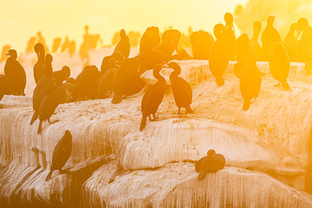 cormorants-la-jolla-cove-beach-san-diego-shags-birds-southern-california-wildlife-photography-sunrise.jpg