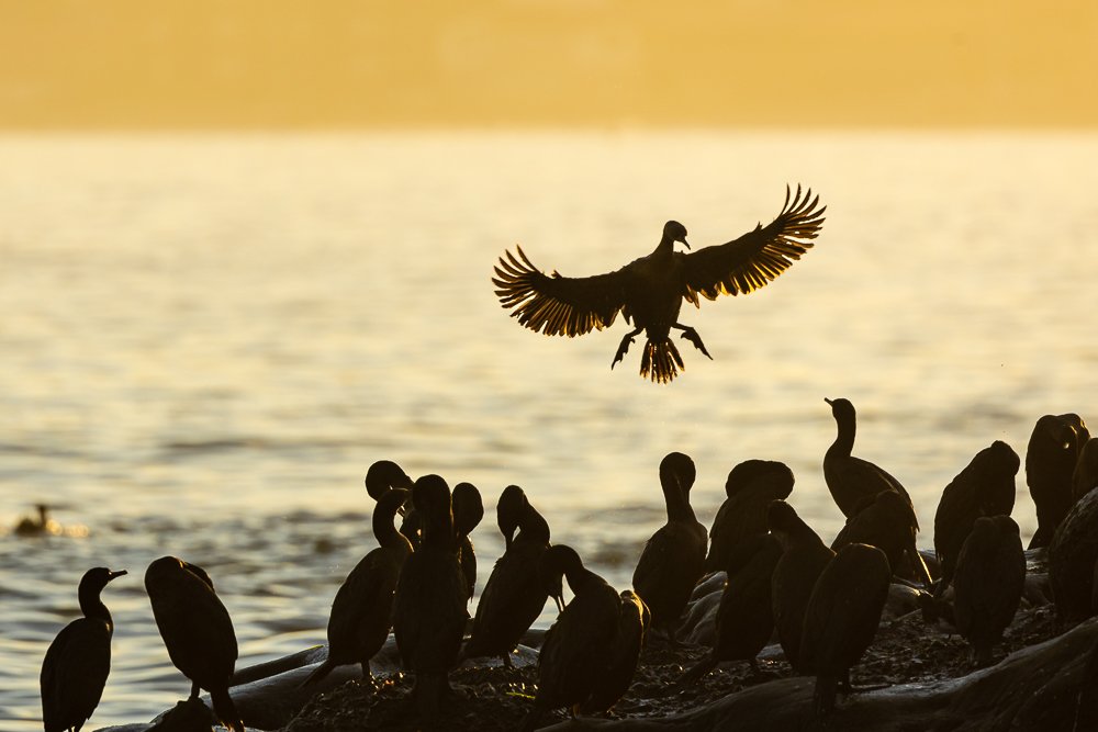 sunrise-la-jolla-landing-flight-cormorant-shag-usa-southern-california-san-diego-beach-beaches-travel.jpg